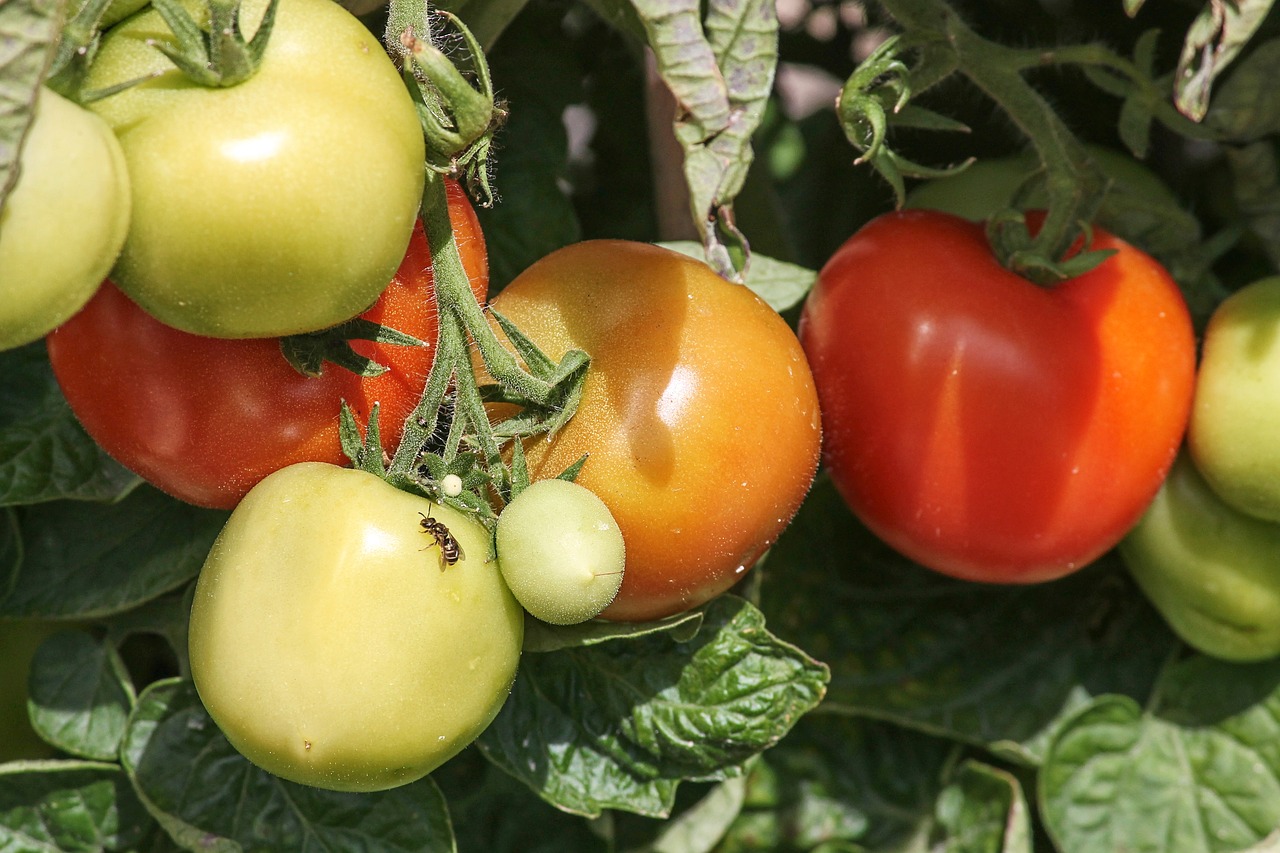 tomatoes  ripe  immature free photo