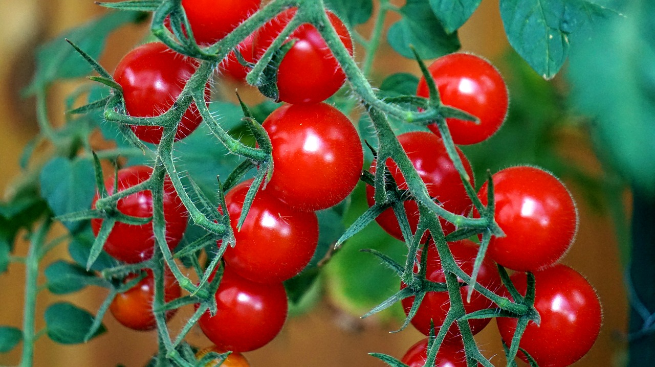 tomatoes  ripe  red free photo