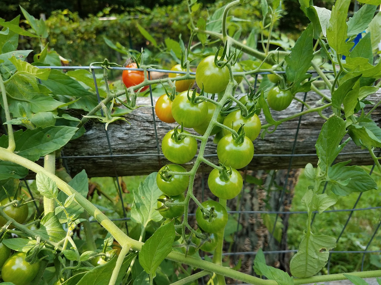 tomatoes  green  red free photo