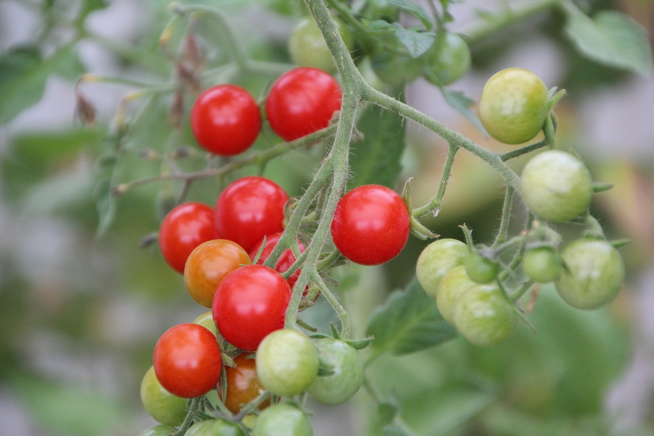 tomatoes  cherry tomatoes  tomato red free photo