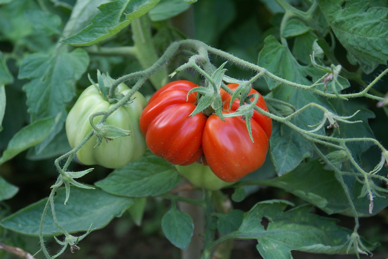 tomatoes  riesen  appetizing free photo