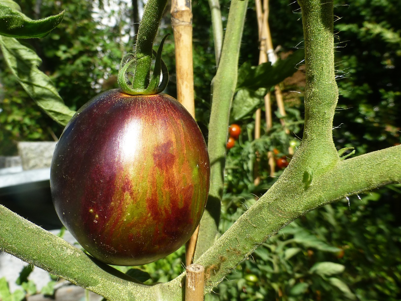 tomatoes  vegetables  garden free photo