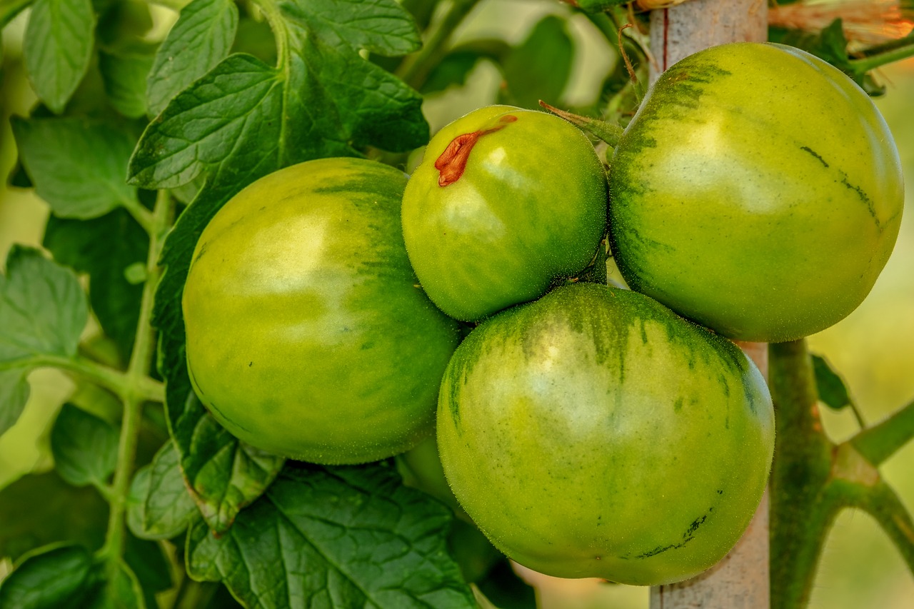 tomatoes  bush  vegetables free photo