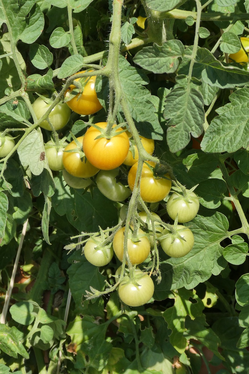 tomatoes  green  immature free photo