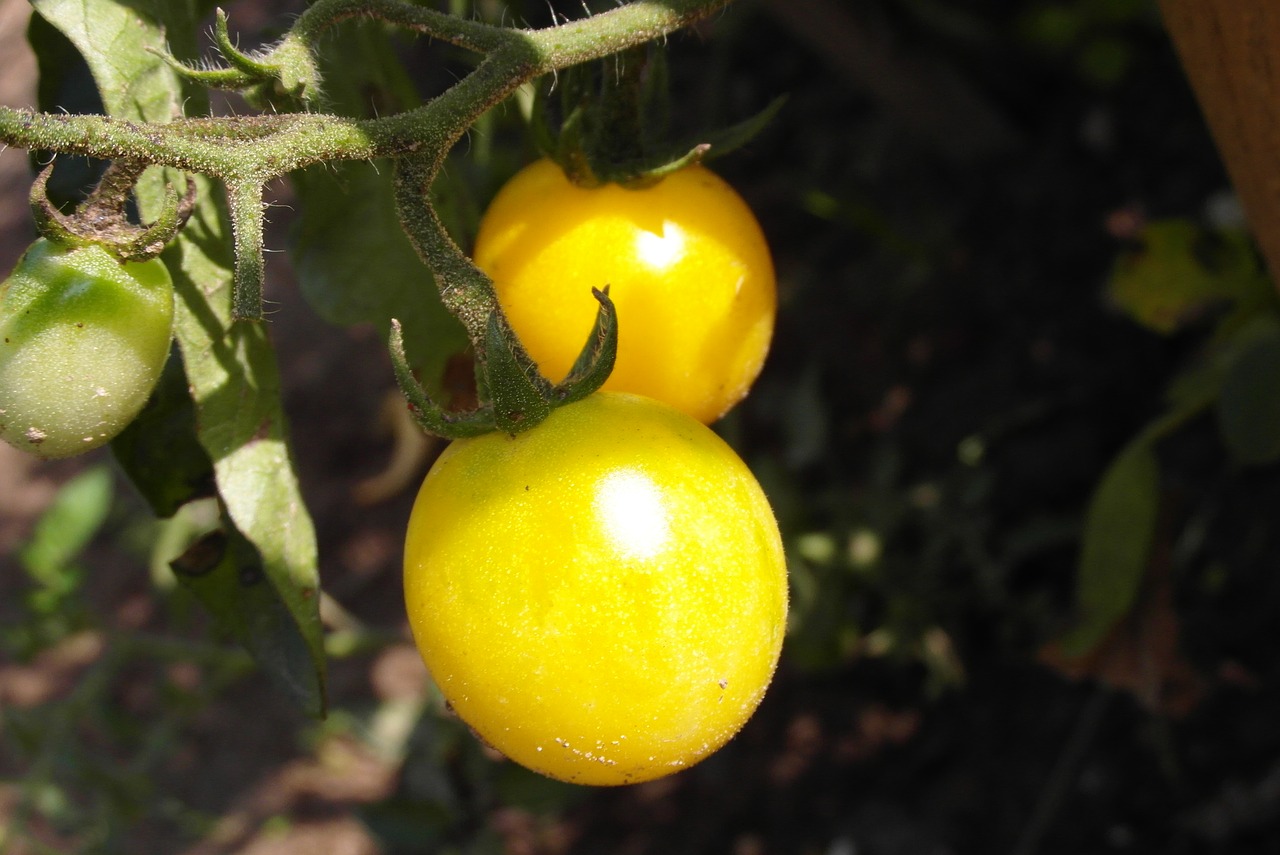 tomatoes  cocktail  garden free photo