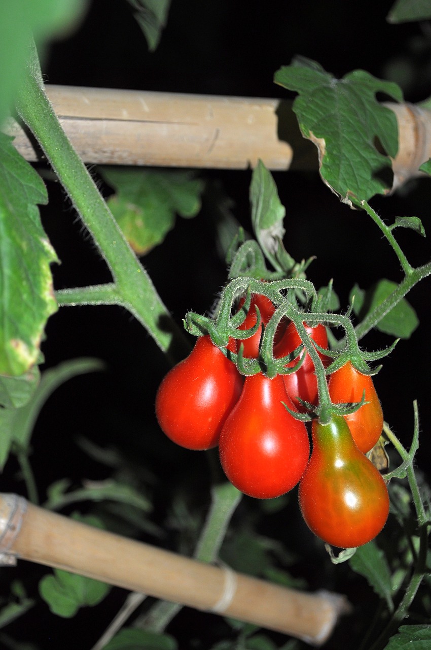 tomatoes  vegetale  food free photo