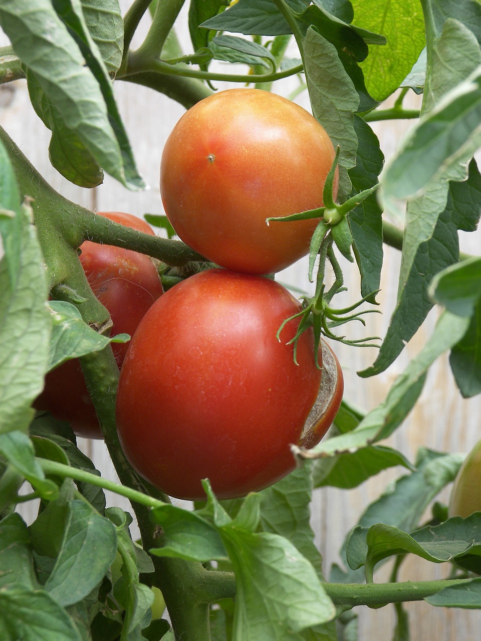 tomatoes  tomato  food free photo