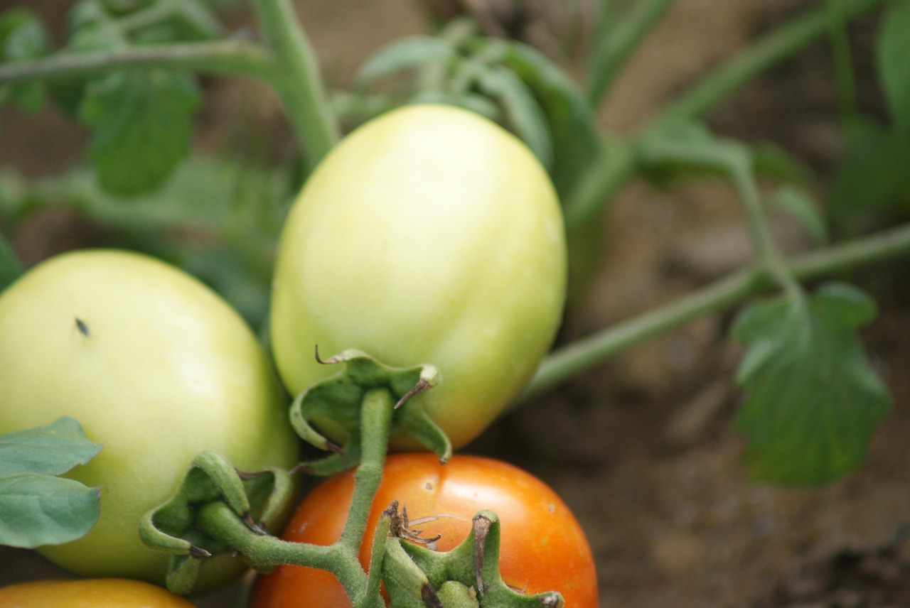 tomatoes  local tomatoes  unripe tomatoes free photo