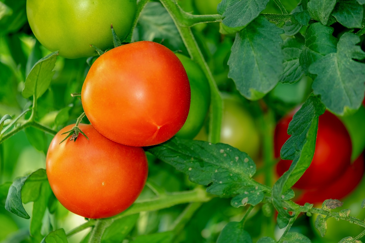 tomatoes  bush  vegetables free photo