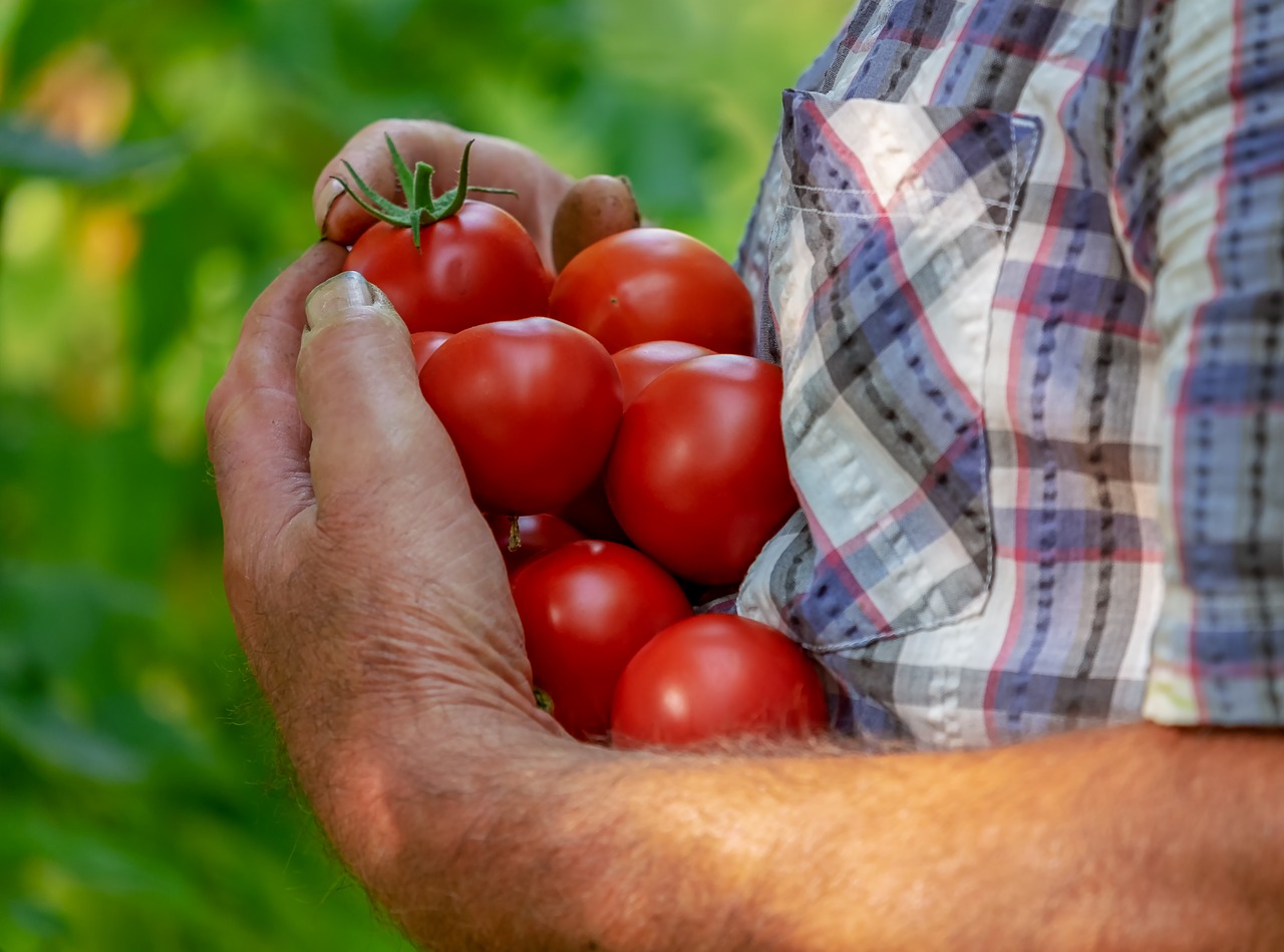 tomatoes  fruits  red free photo