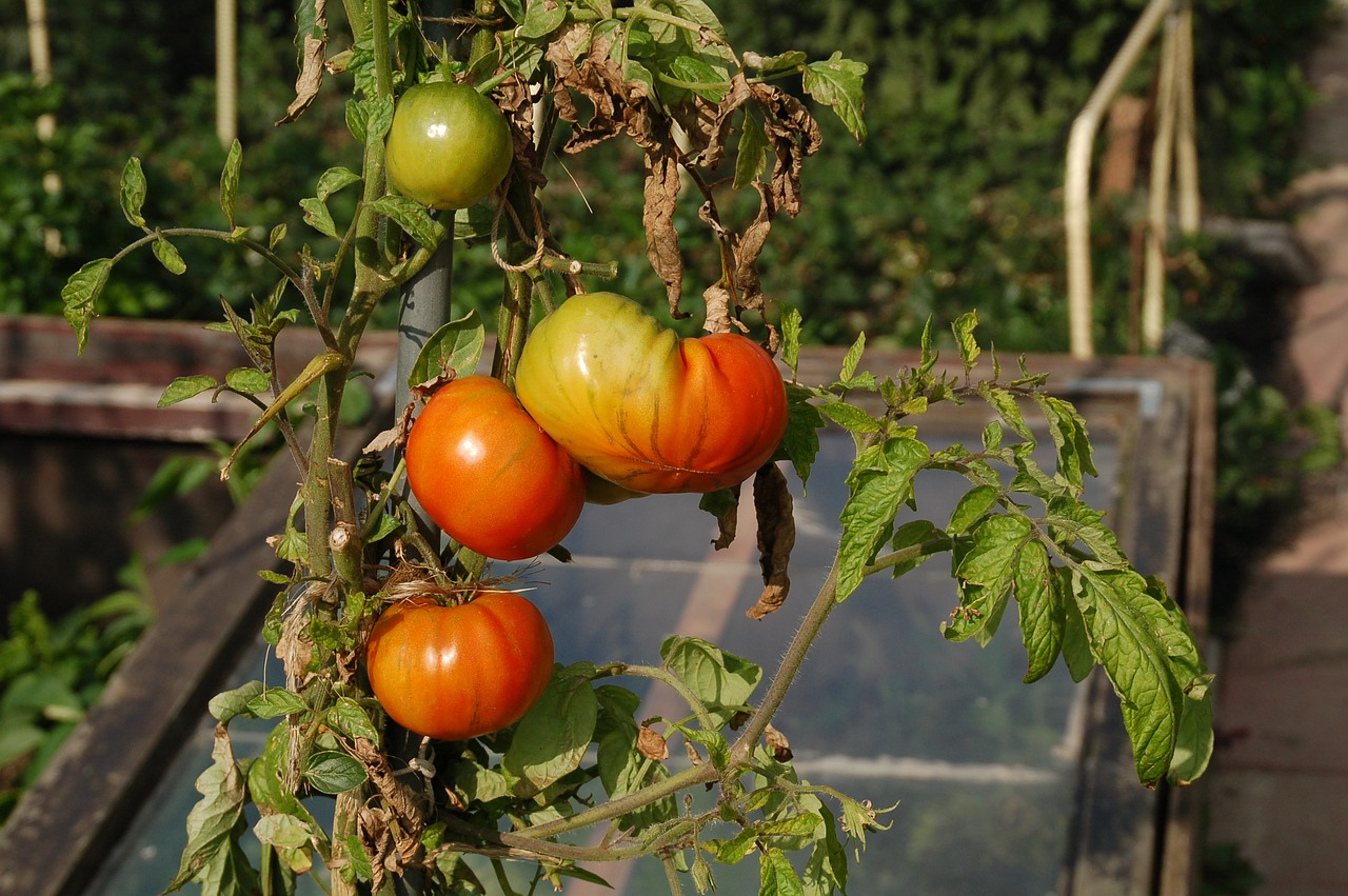 tomatoes  allotment  growth free photo