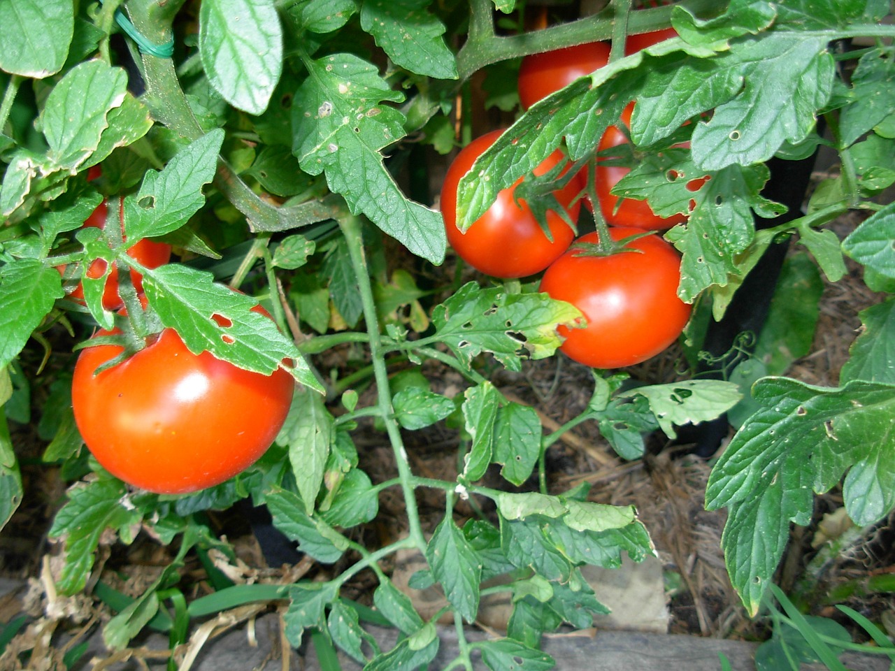 tomatoes vegetables red free photo