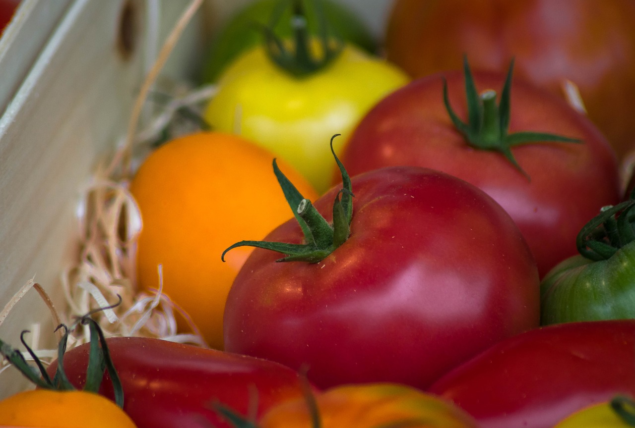 tomatoes  vegetables  harvest free photo