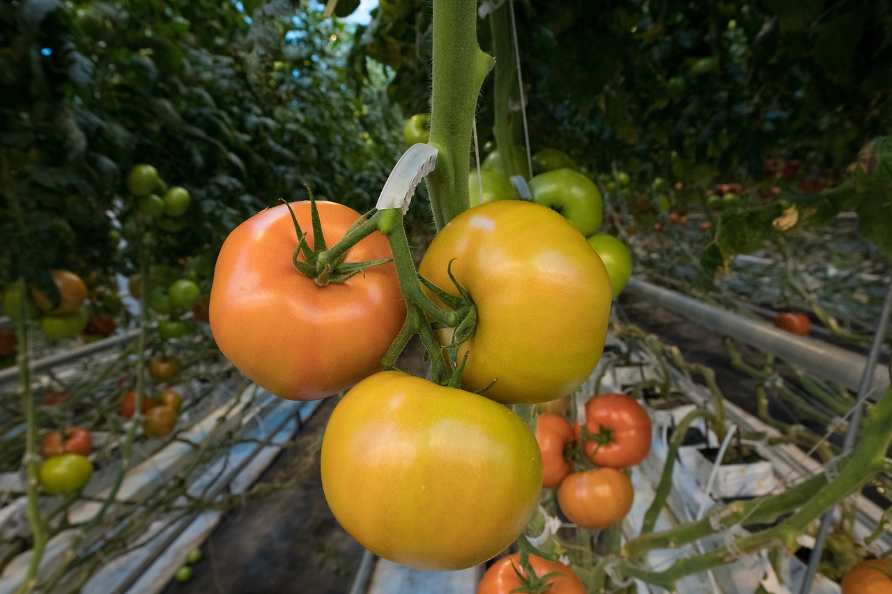 tomatoes  fresh  food free photo