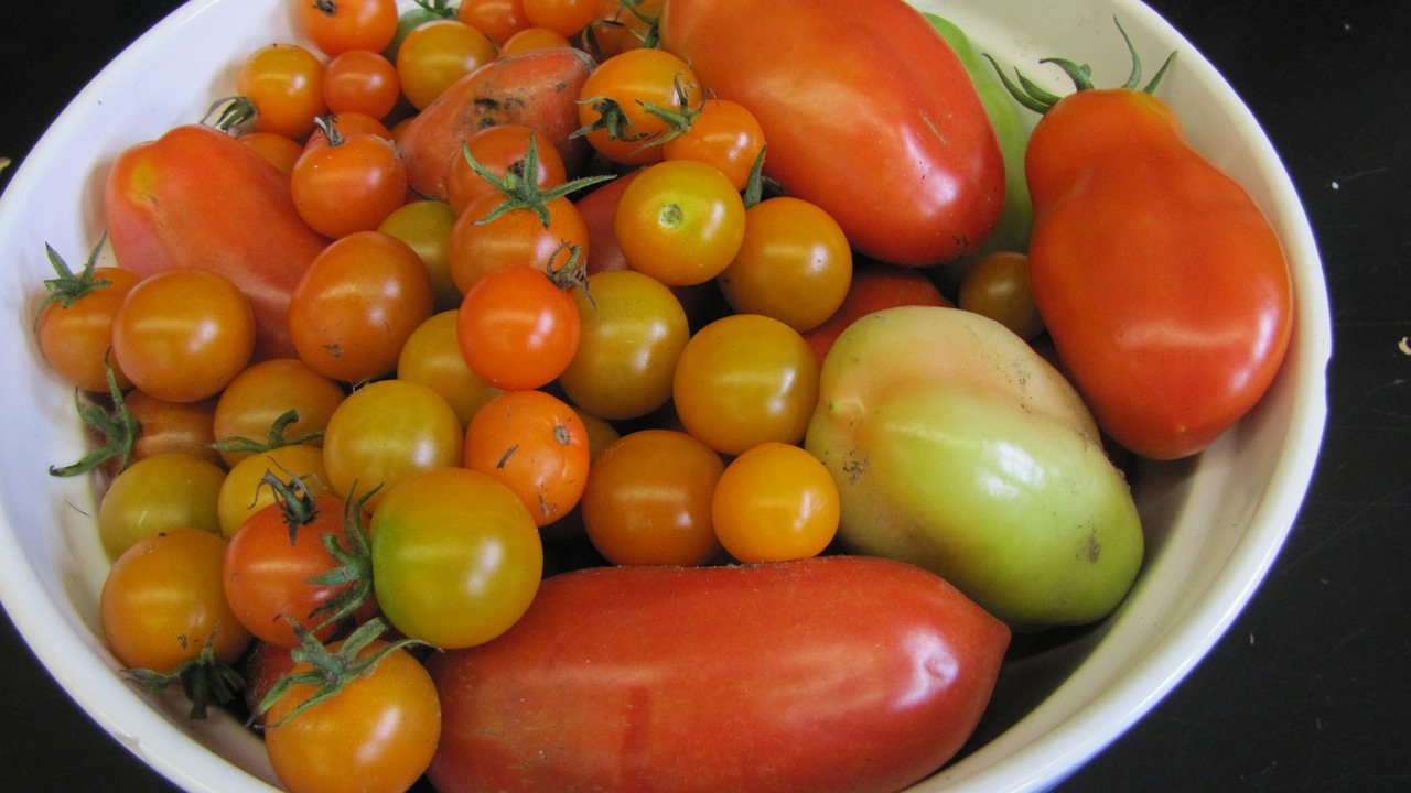 tomatoes summer harvest free photo