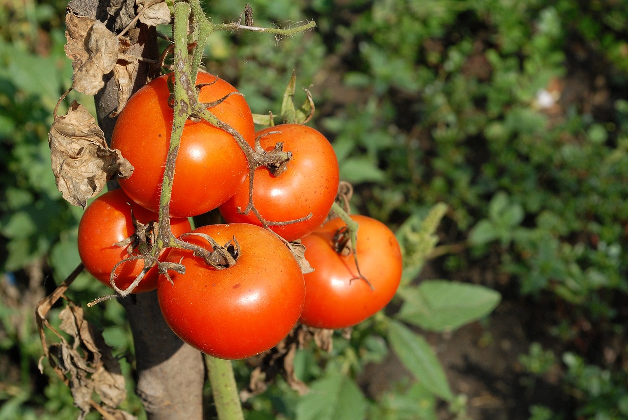 tomatoes  red  garden free photo