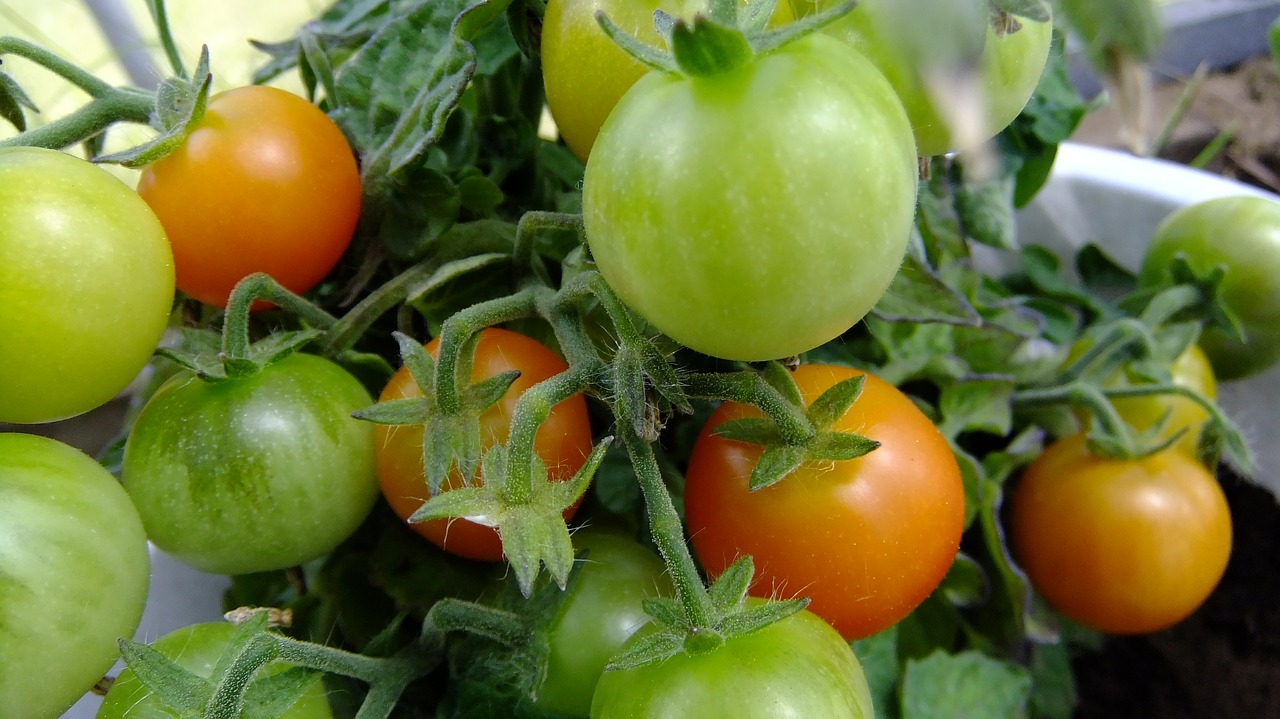 tomatoes  vegetable garden  harvest free photo