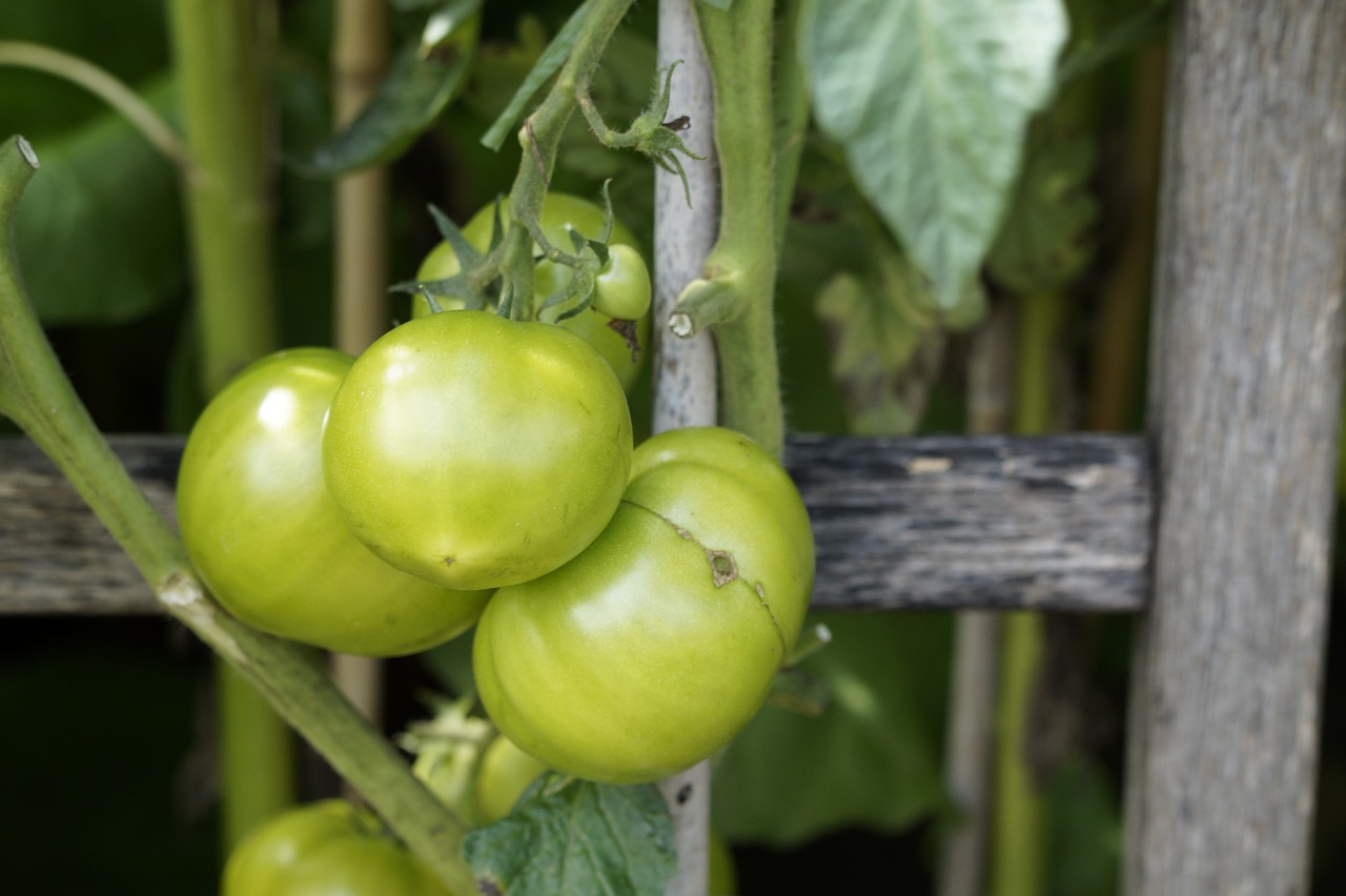 tomatoes fence wood free photo