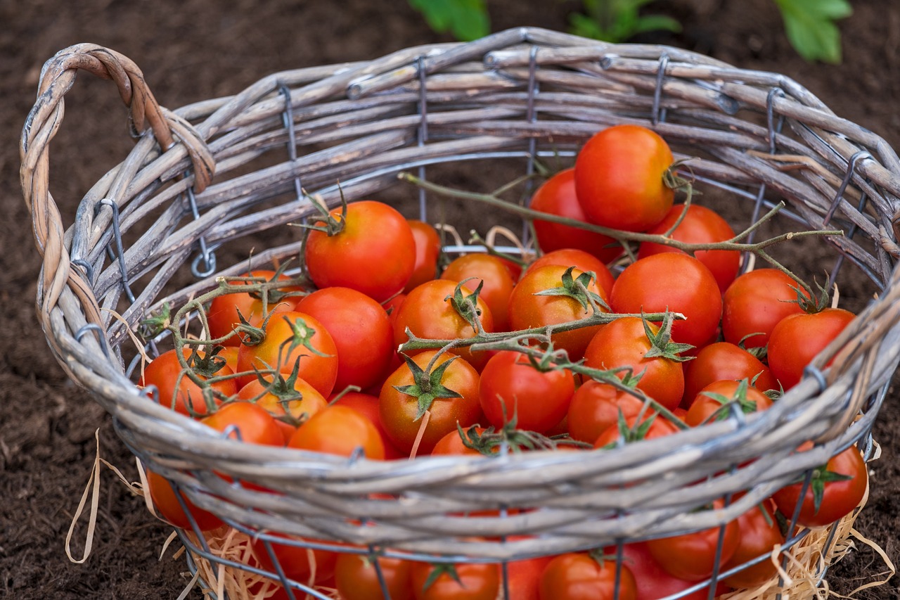 tomatoes  basket  vegetables free photo