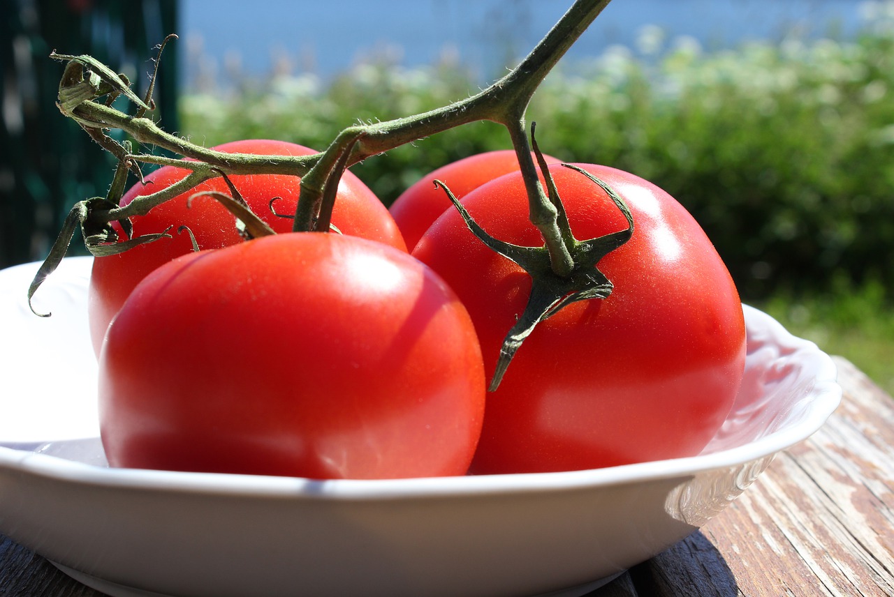 tomatoes  food  health day free photo