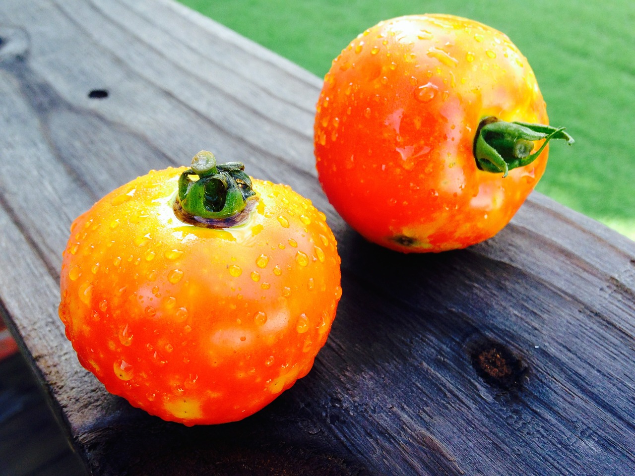 tomatoes vegetable garden free photo