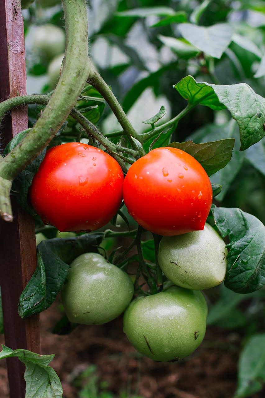 tomatoes  green  red tomato free photo