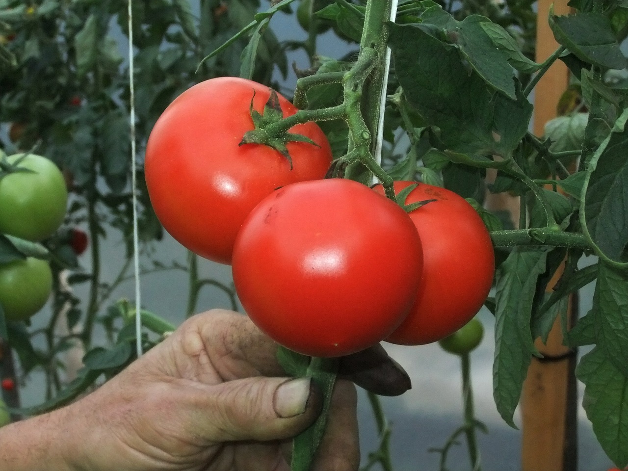 tomatoes vegetable garden vitamin free photo