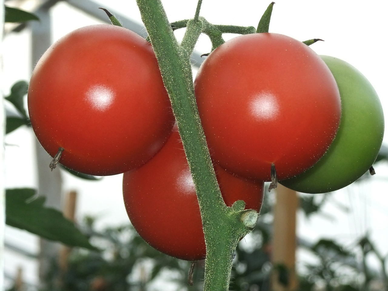 tomatoes vitamin vegetable garden free photo
