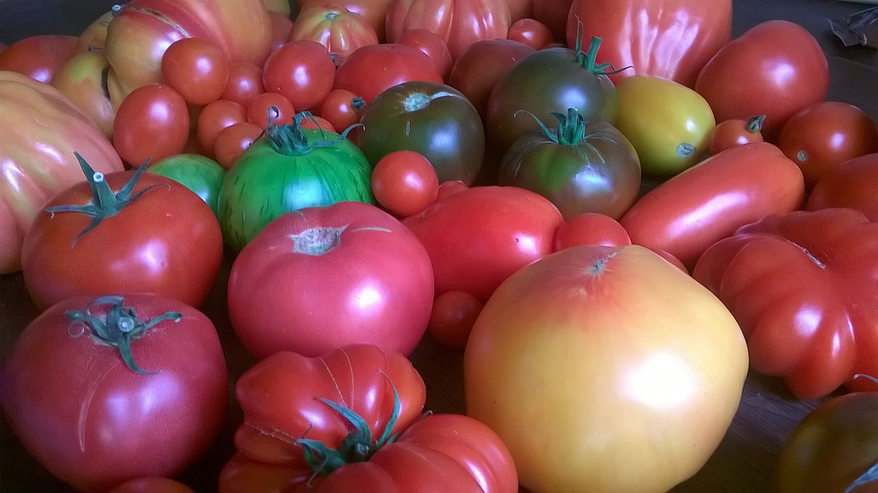 tomatoes vegetables food free photo