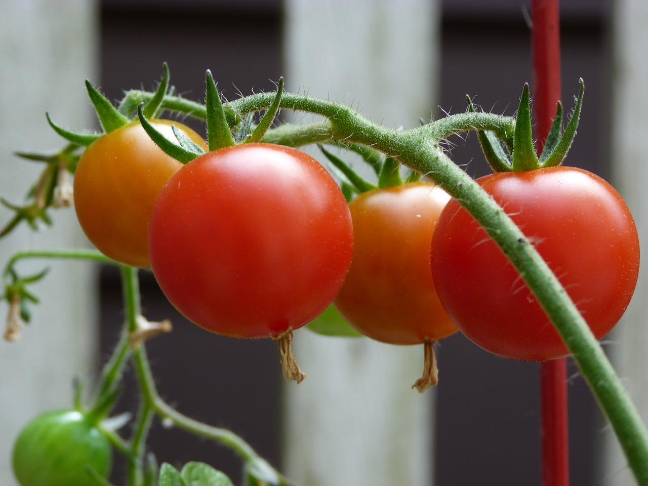 tomatoes garden ripe free photo