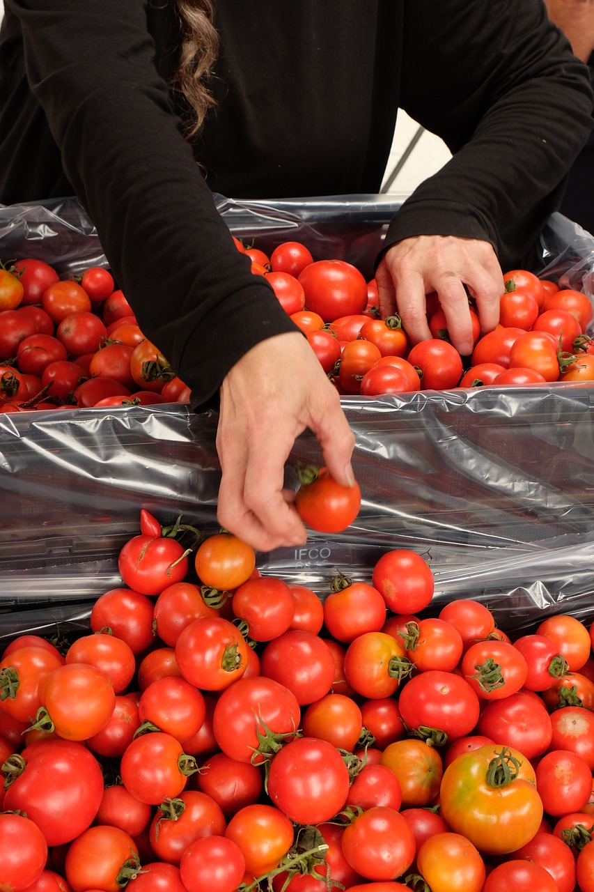 tomatoes healthy organic free photo