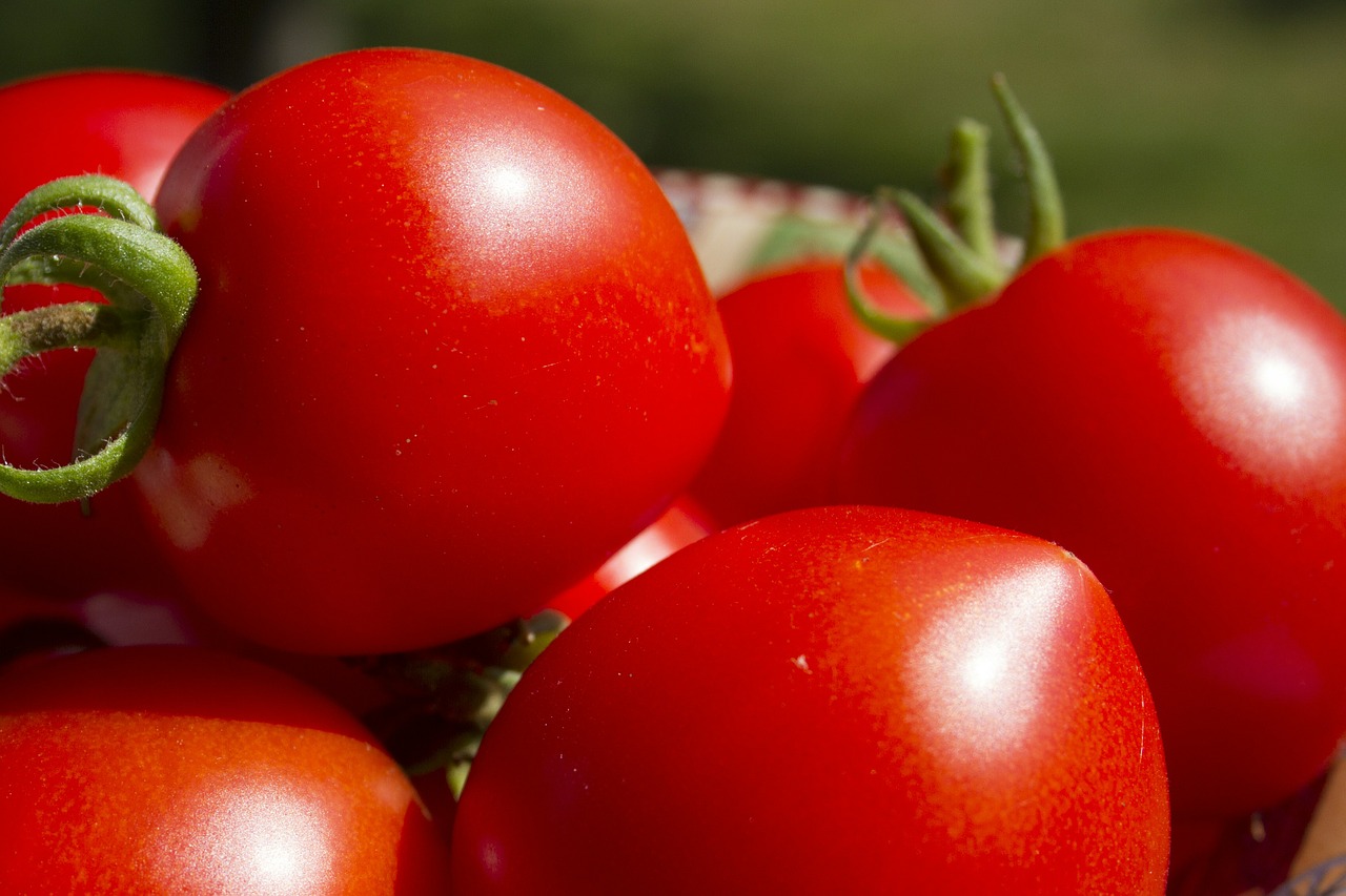 tomatoes vegetables red free photo