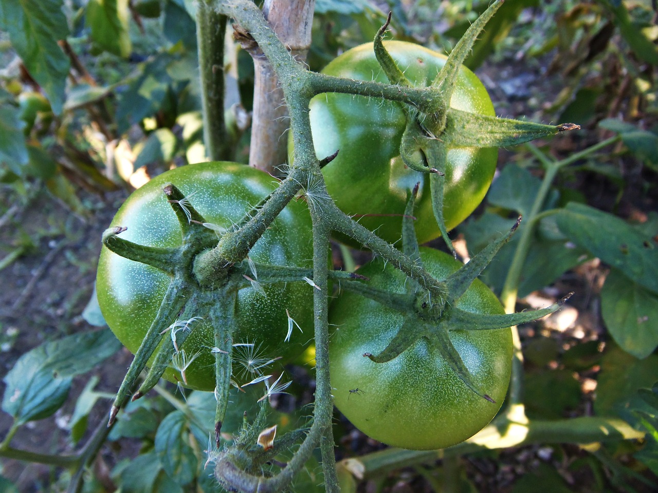 tomatoes orchard vegetables free photo