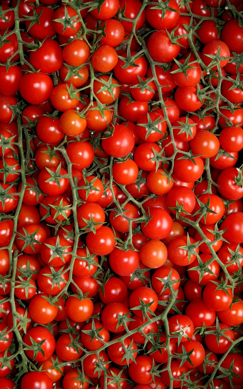 tomatoes puglia agriculture free photo