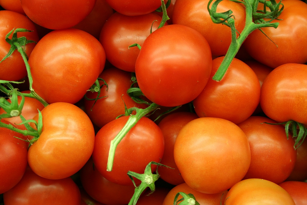 tomatoes trusses bush tomatoes free photo