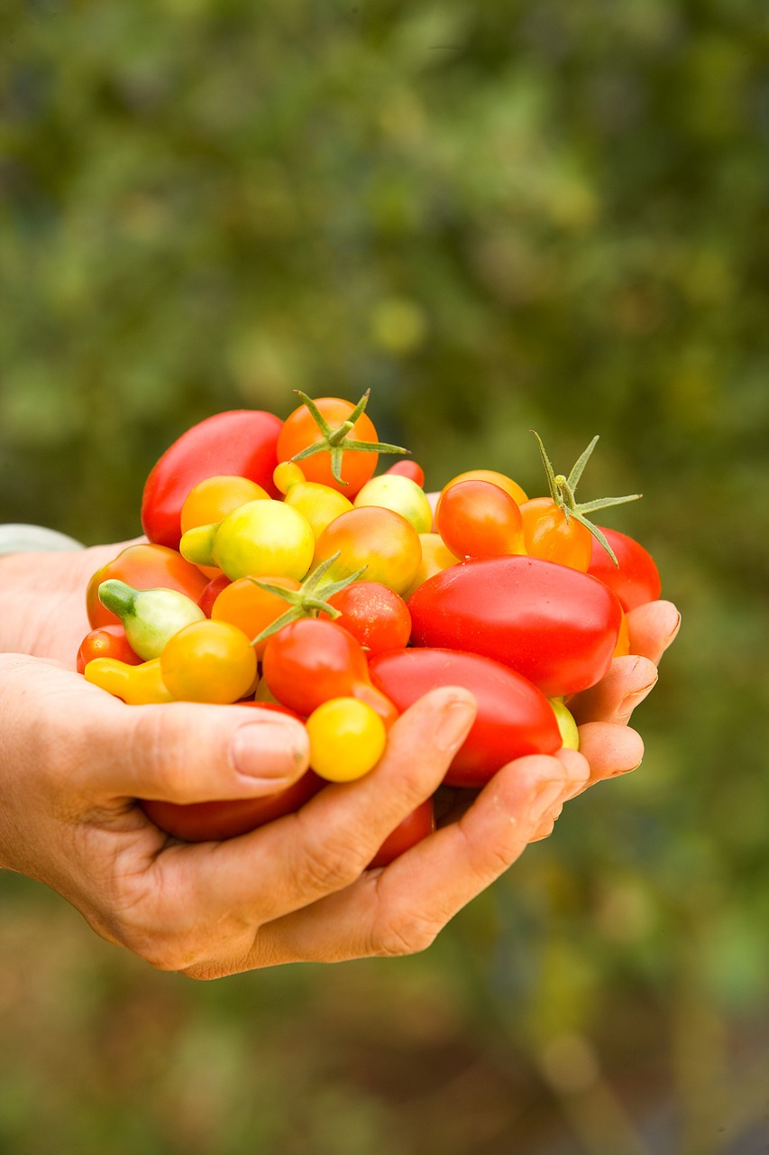 tomatoes handful ripe free photo