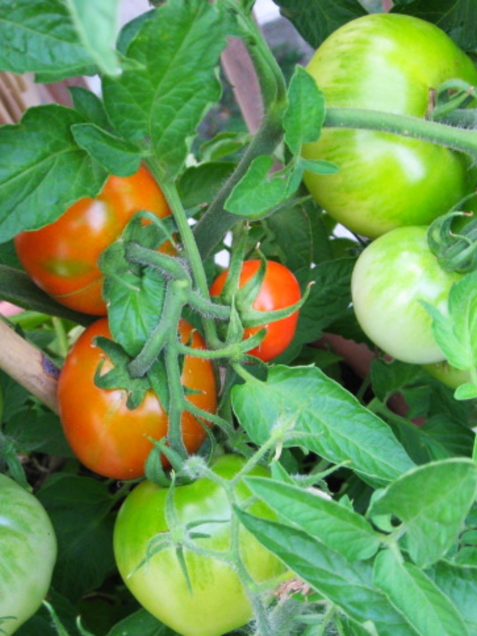 tomatoes tomato garden free photo