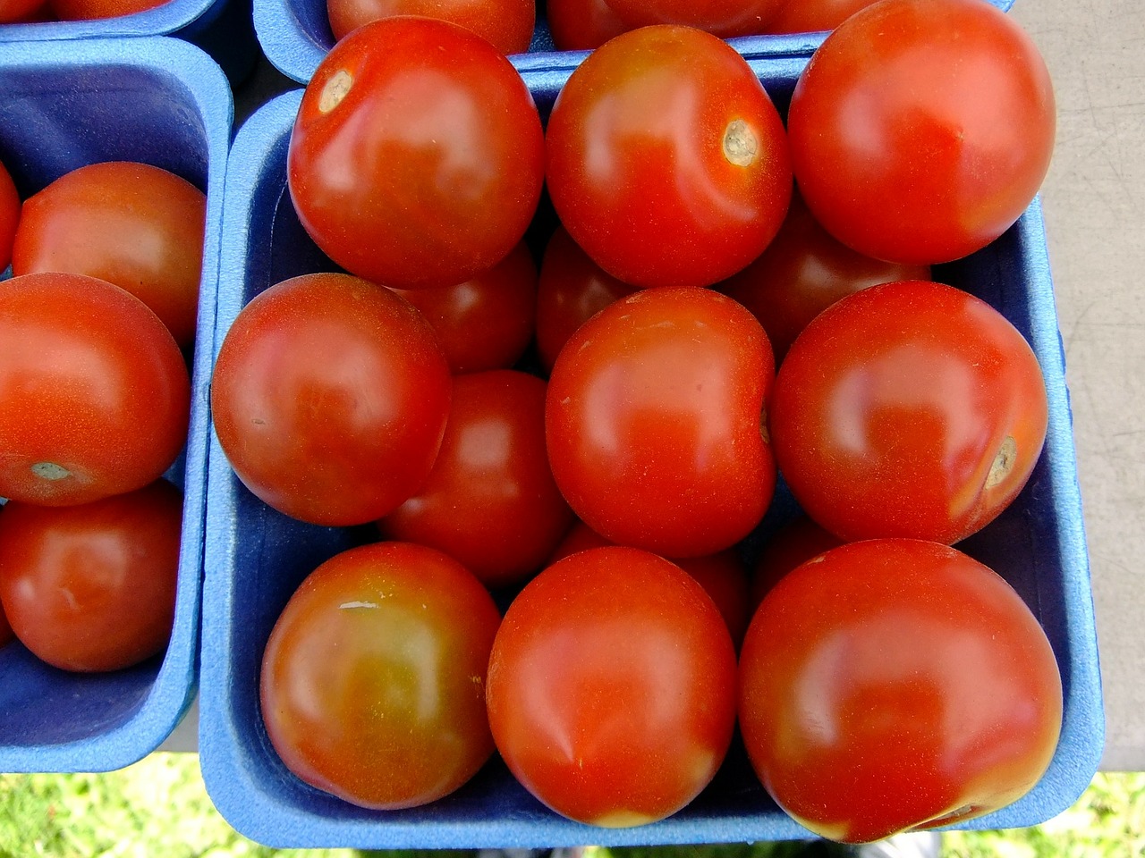 tomatoes fruit garden free photo