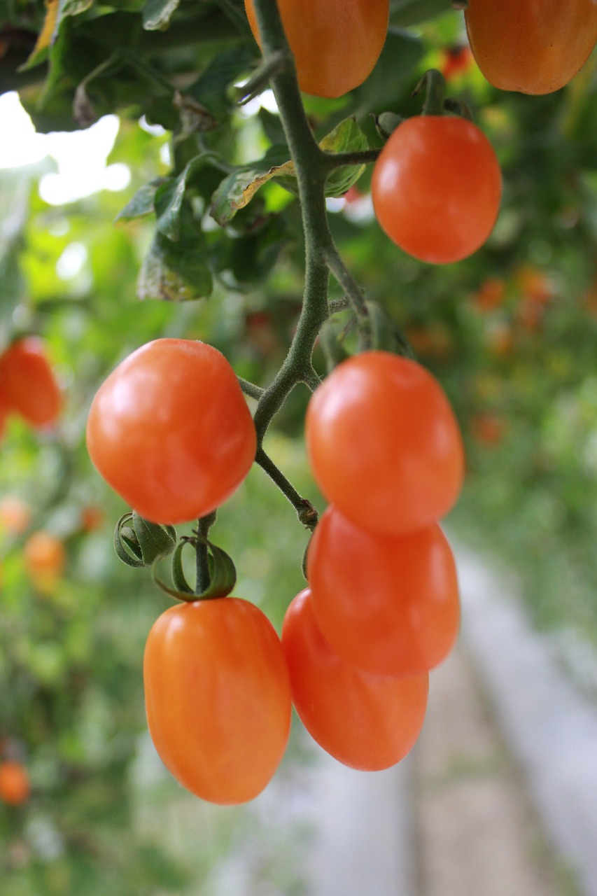 tomatoes food fresh free photo