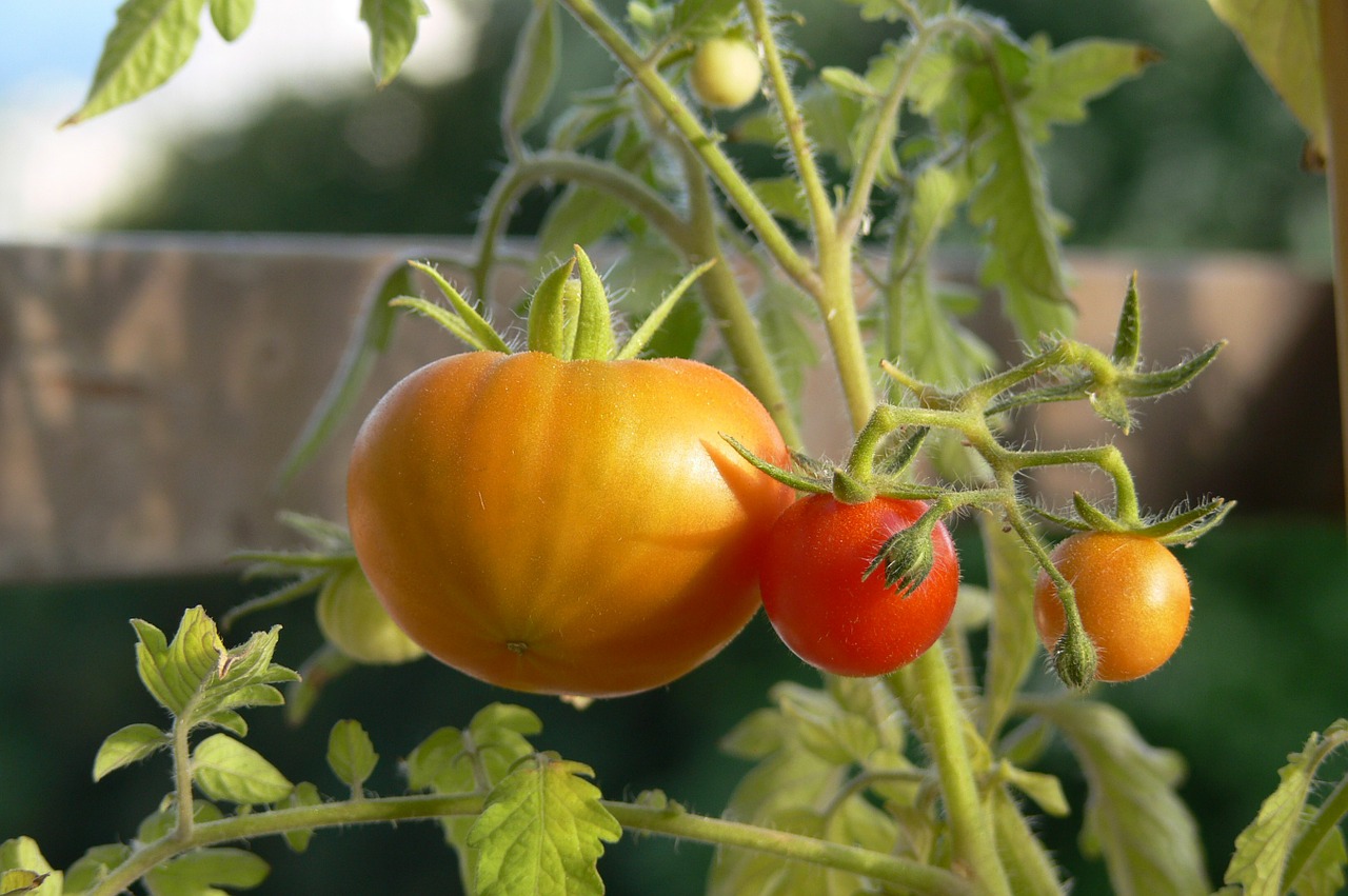 tomatoes red yellow free photo