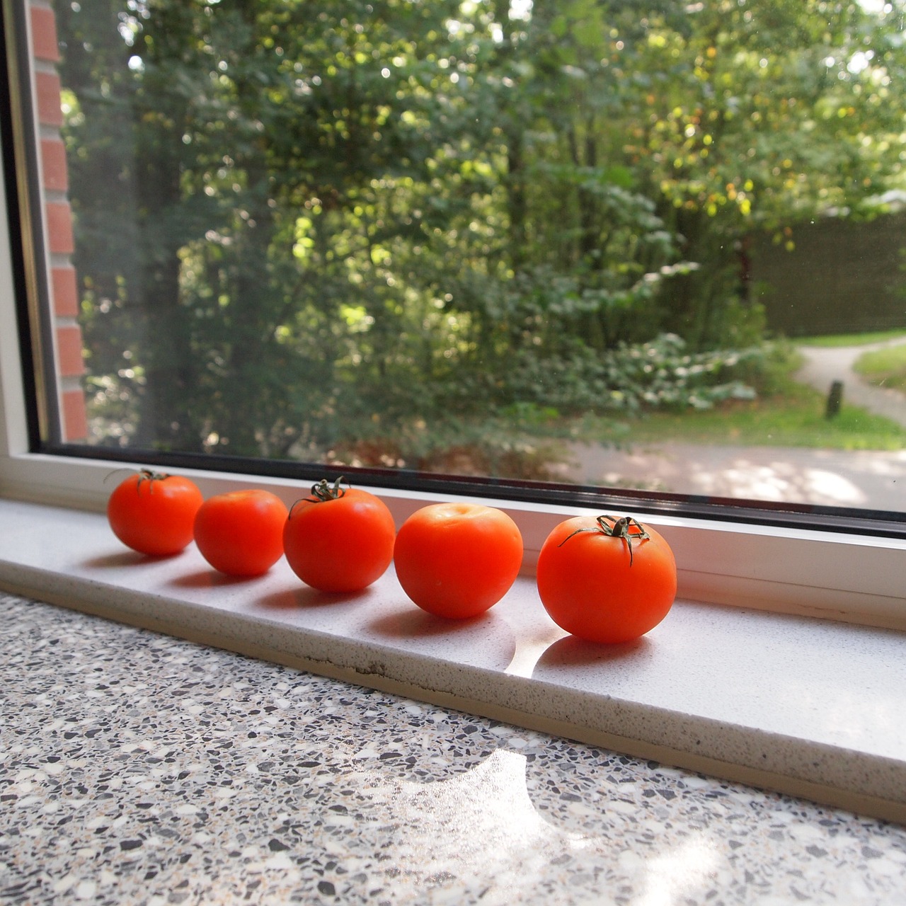 tomatoes window sill red free photo