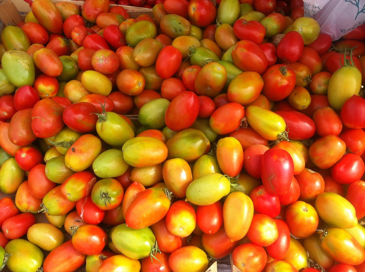 tomatoes yellow red free photo