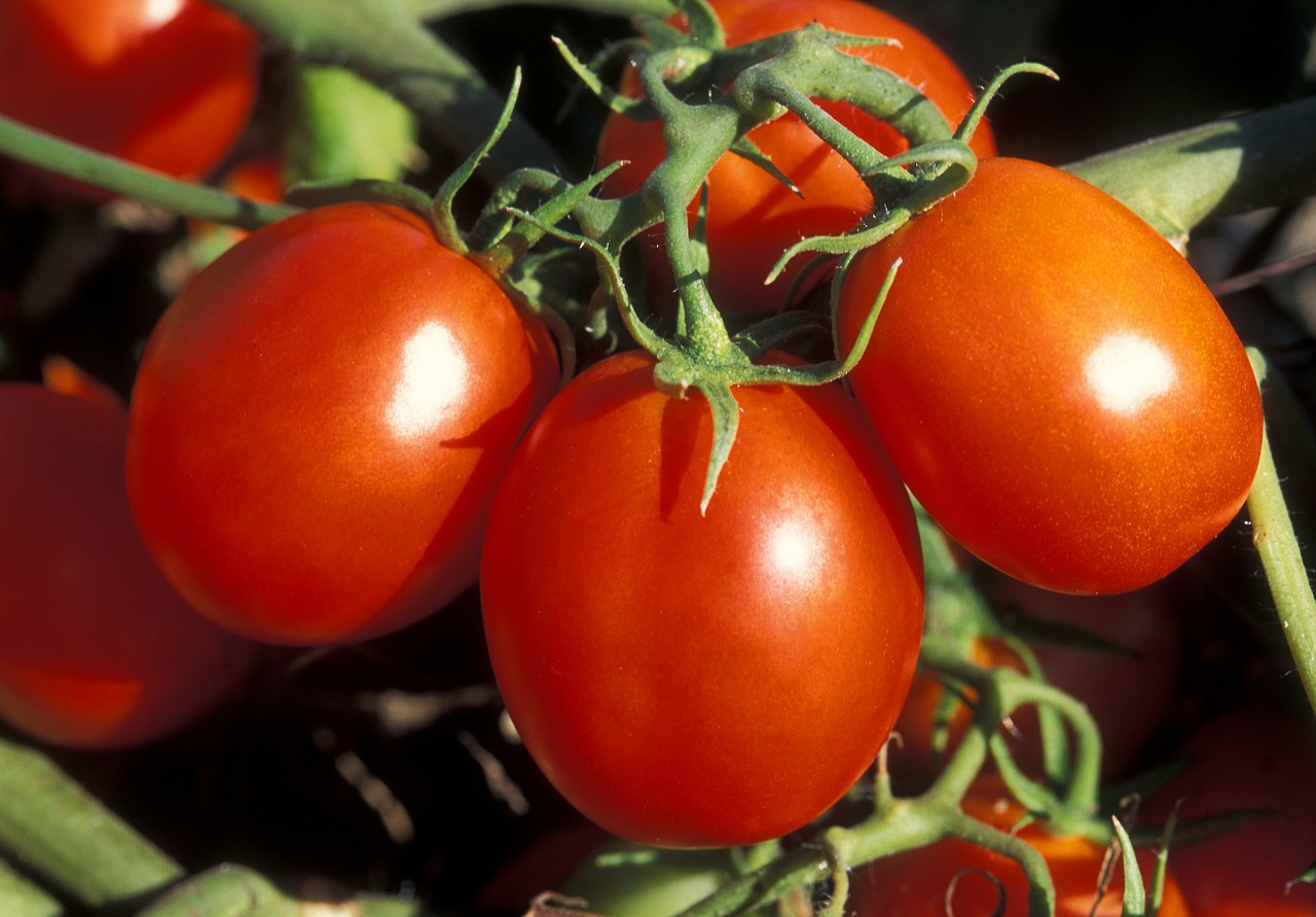 tomatoes vegetables red free photo