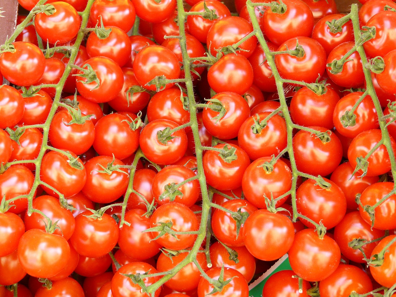 tomatoes tomatenrispe vegetables free photo