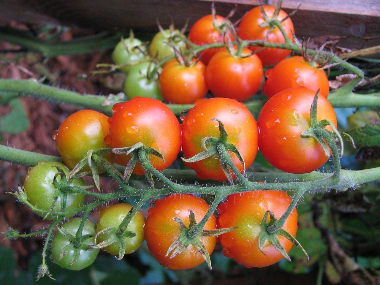 tomatoes tomato red free photo