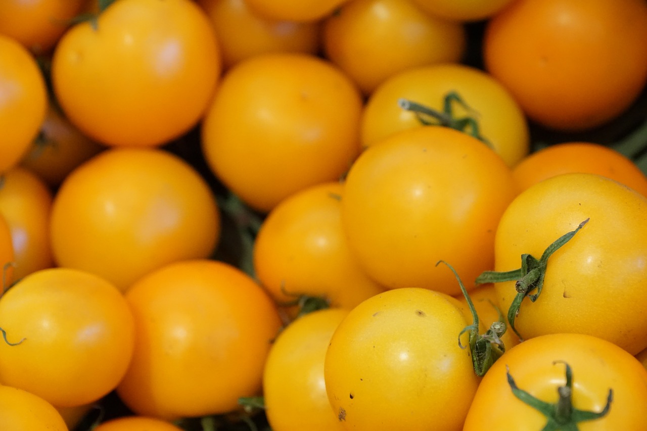 tomatoes healthy yellow free photo