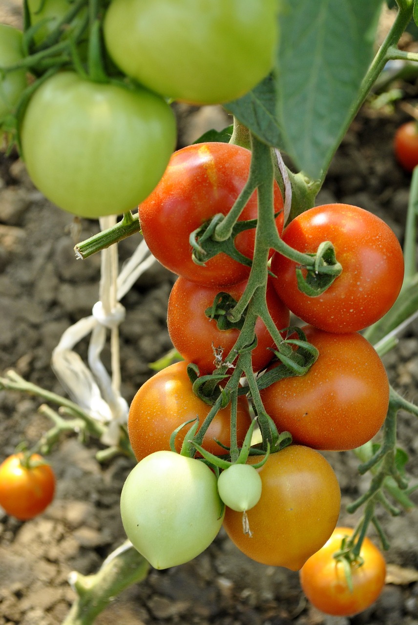 tomatoes vegetables food free photo