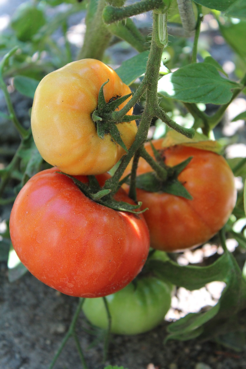 tomatoes plant vegetables free photo