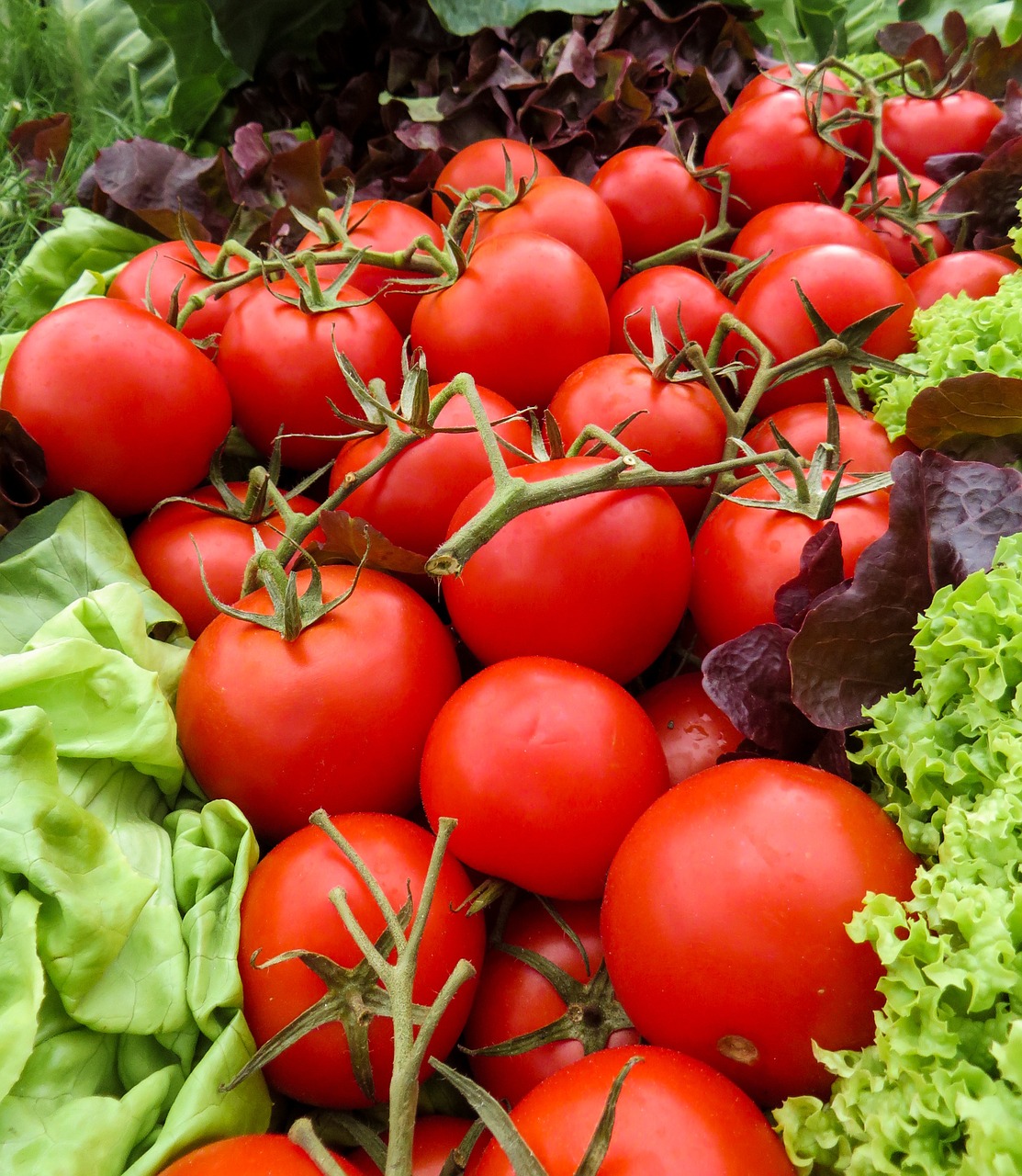 tomatoes vegetables food free photo