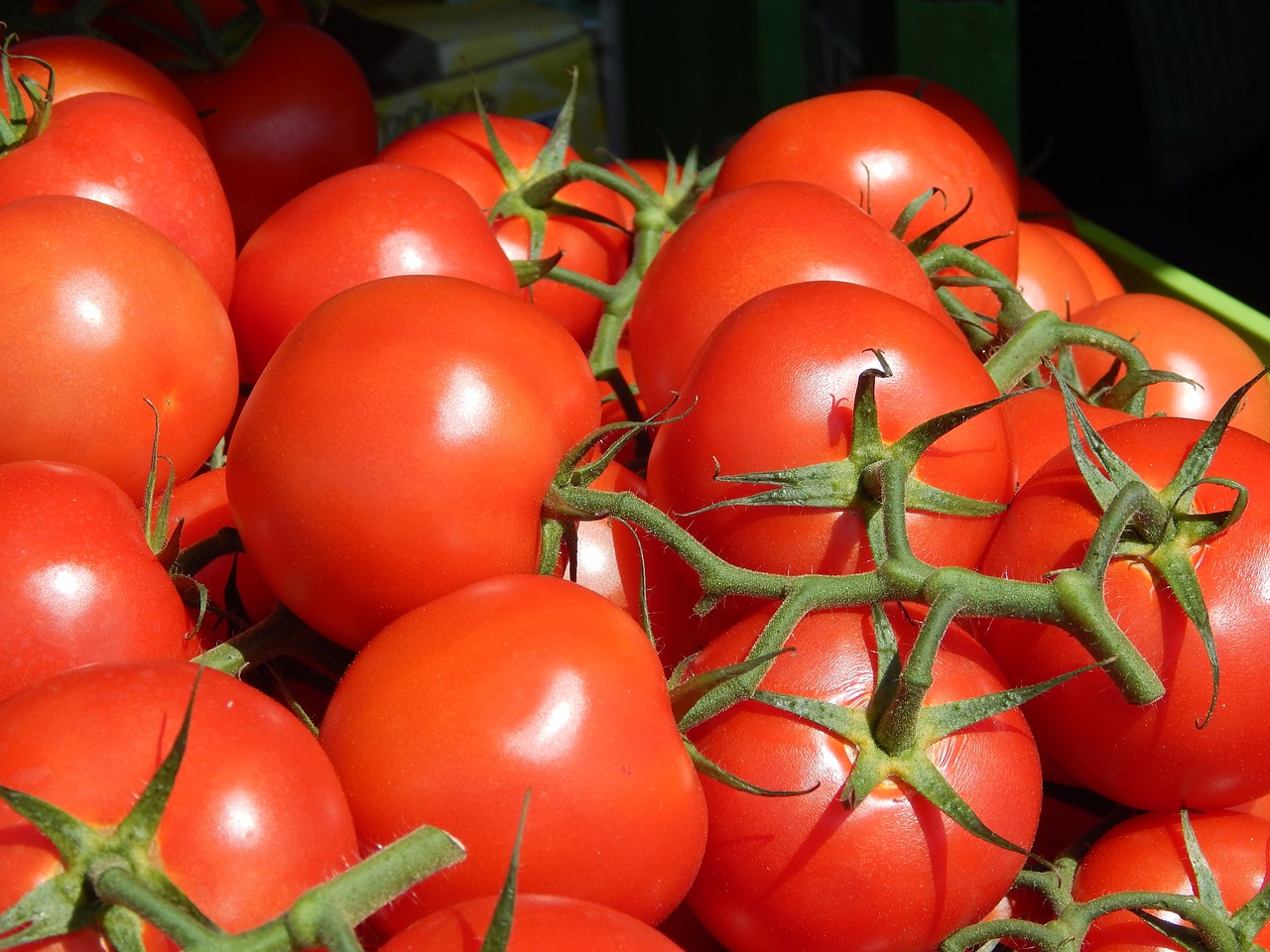 tomatoes vegetables tomato free photo